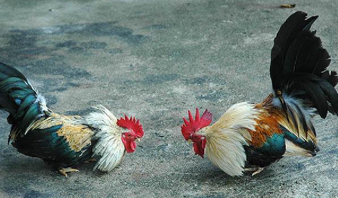 Tata Cara Yang Benar Bermain Judi Sabung Ayam Online