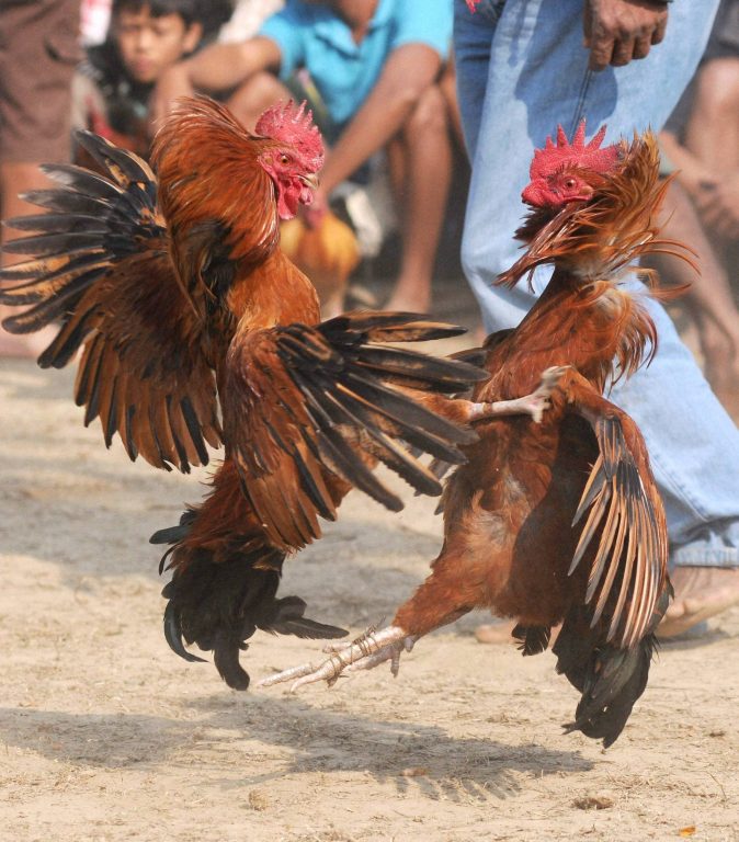 Memilih ayam taruhan yang tepat