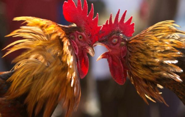 Macam-macam Tips Judi Sabung Ayam di Situs S128