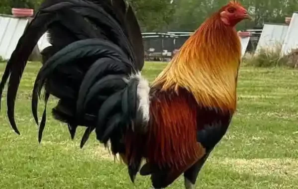 Apa Kata Komunitas Tentang S128S? Simak Komentar Mereka!